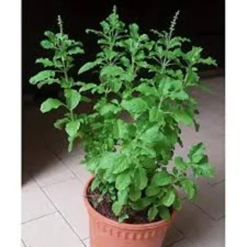 Herbal Plant
